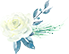 绿叶白花.jpg